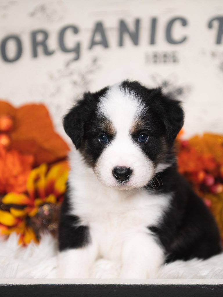 Black and white tri border collie puppy for sale in Arizona.