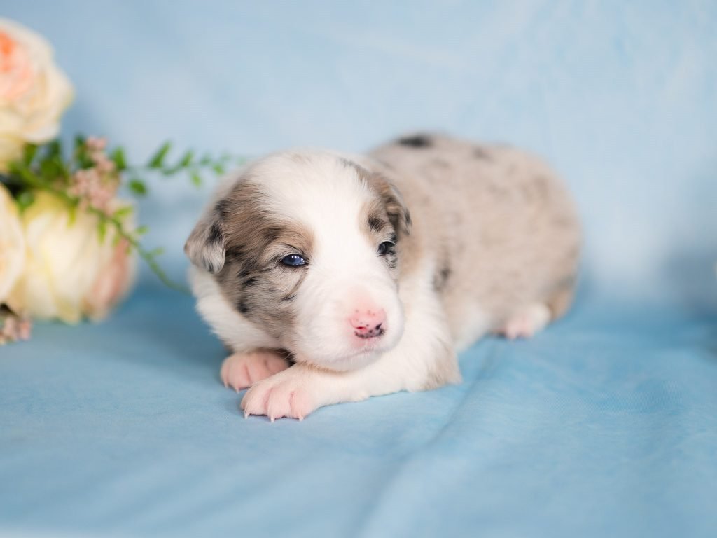 Blue merle Border Collie puppy for sale in Florida (5)