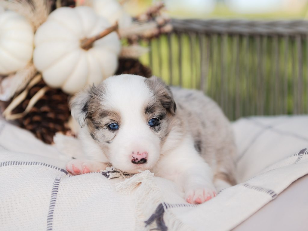 Blue merle border collie puppy for sale in Georgia.