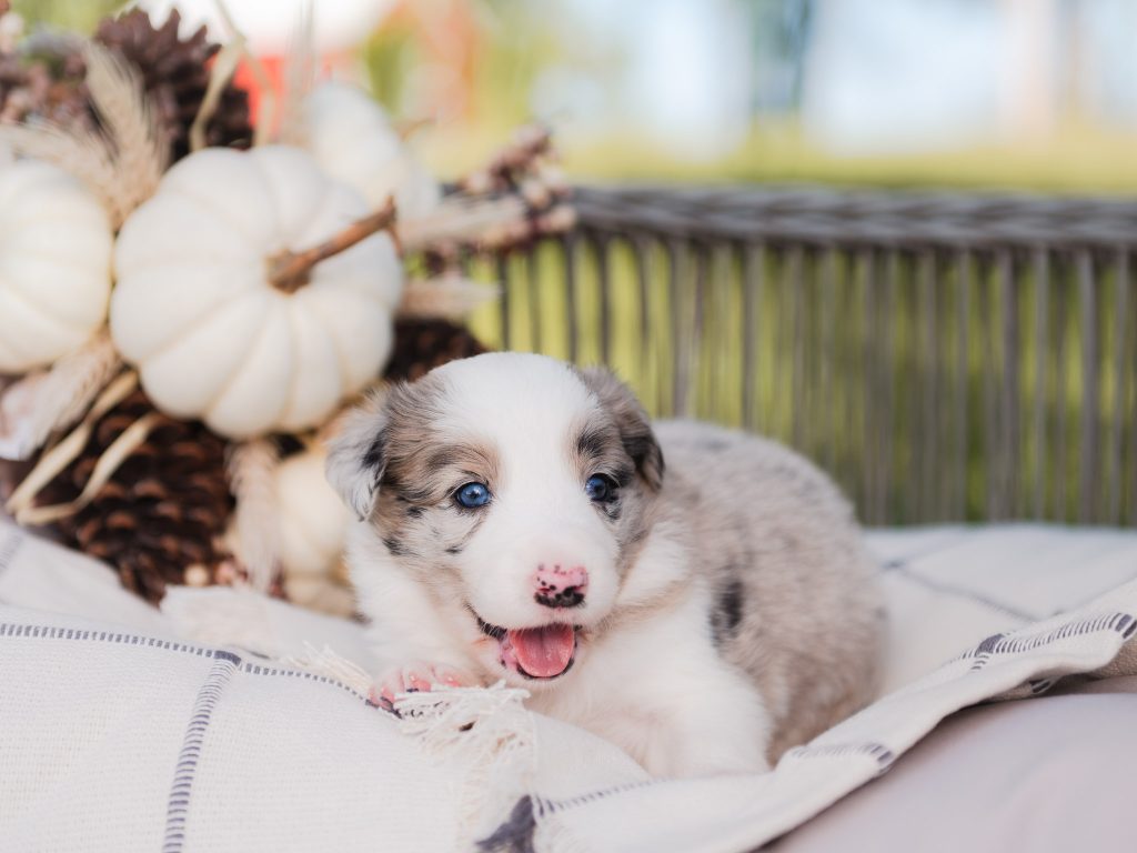 Blue merle border collie puppy for sale in Florida.