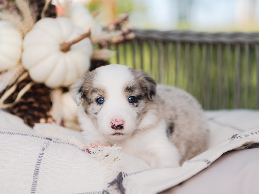 Blue merle border collie puppy for sale in Florida.