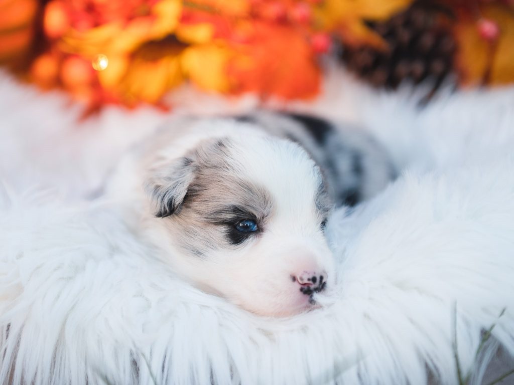 Blue merle border collie puppy for sale in Las Vegas.