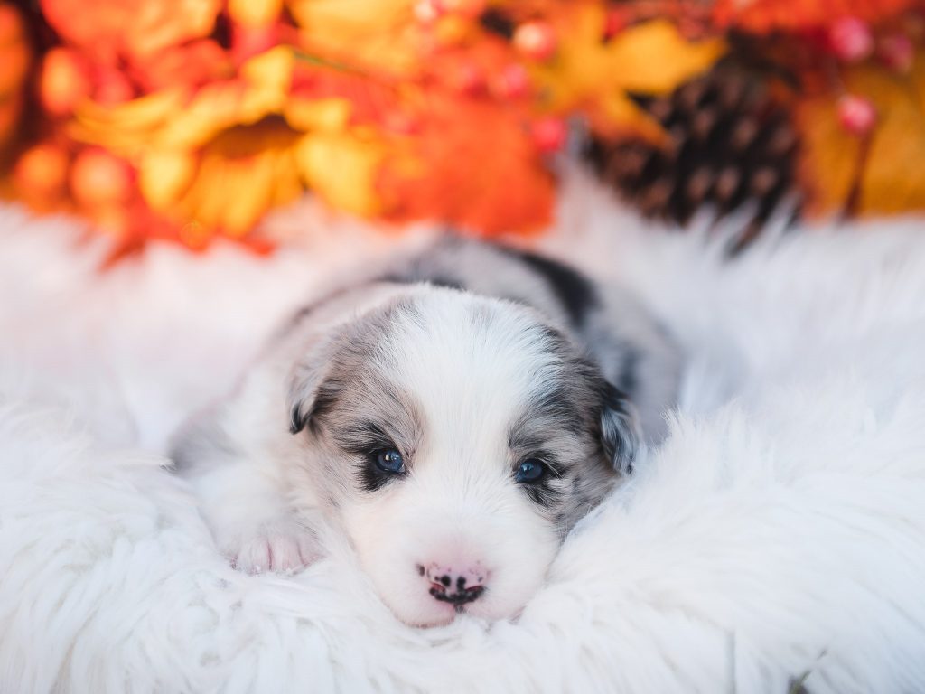 Blue merle border collie puppy for sale in Ocala.