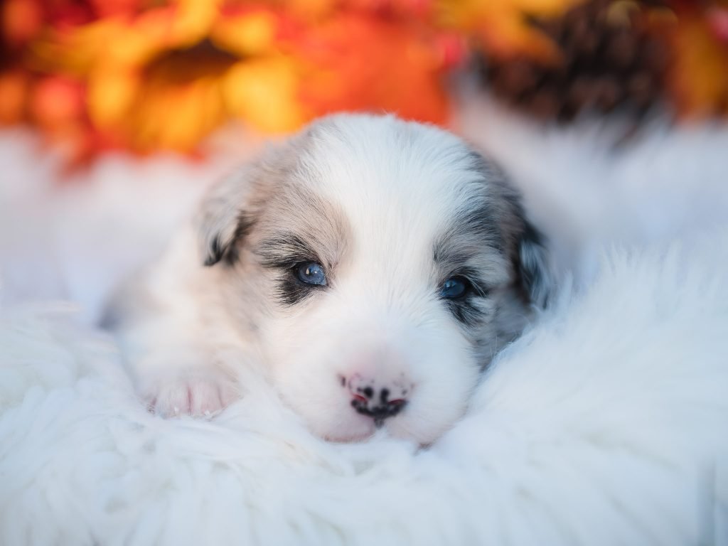 Blue merle border collie puppy for sale in Tampa.