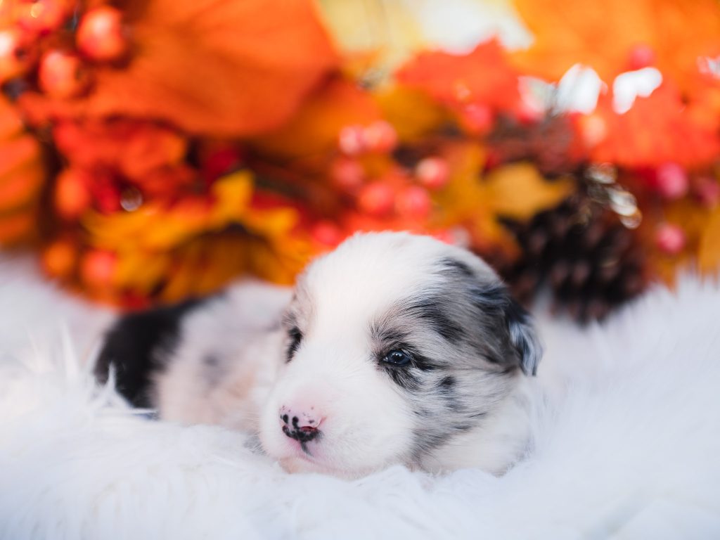 Blue merle border collie puppy for sale in St. Louis.