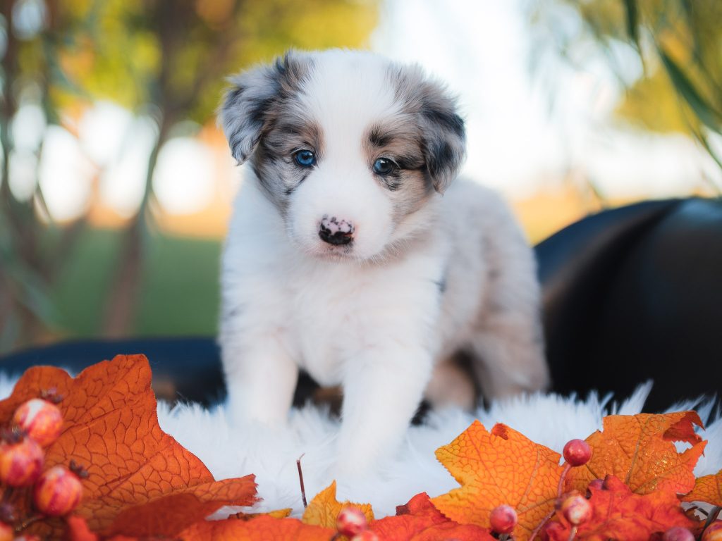 Blue merle female border collie puppy for sale in California.