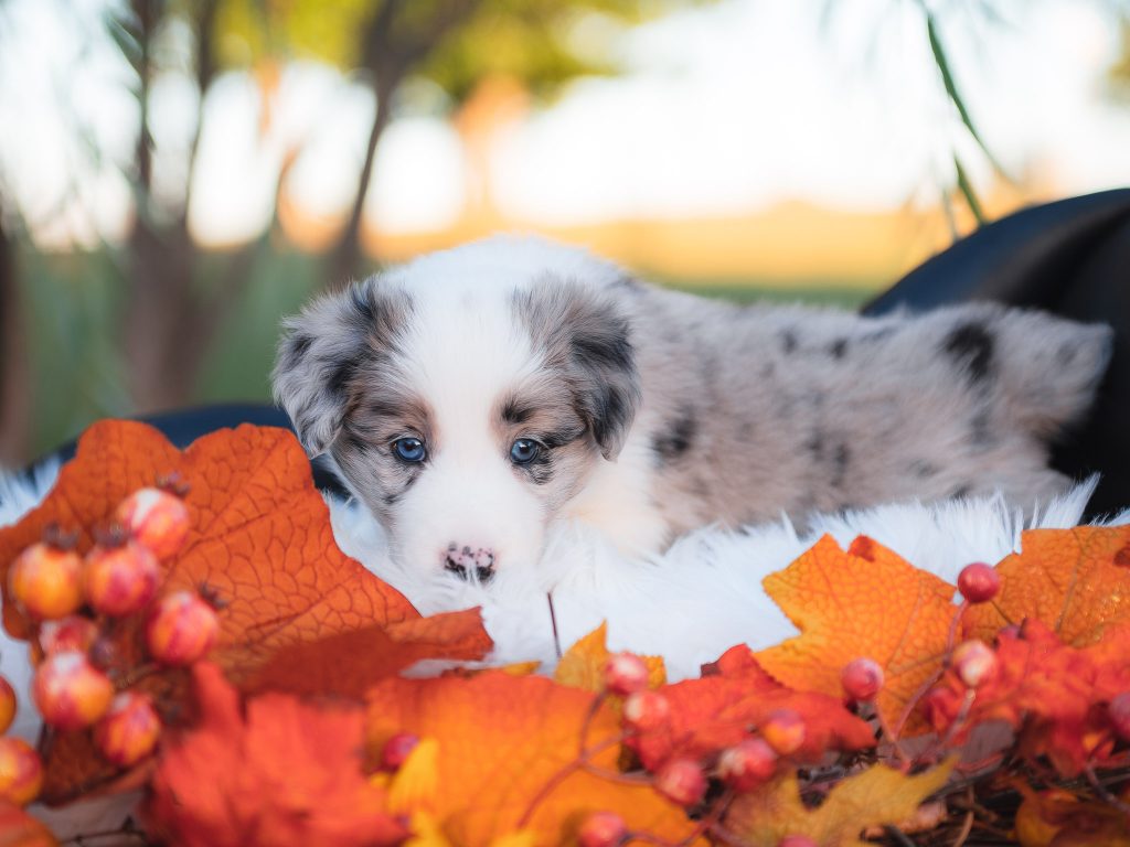 Blue merle female border collie puppy for sale in Illinois.