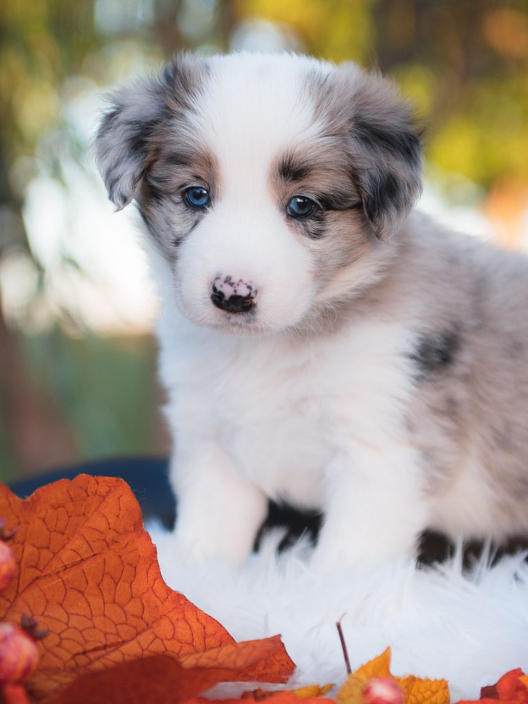 Blue merle female border collie puppy for sale in Ohio.