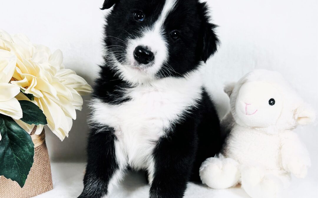 ~ Pecan ~ Black & White Male Border Collie Puppy
