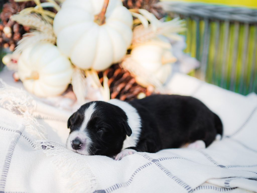 Border Collie puppy for sale in Miami.