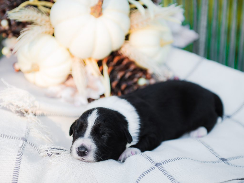 Border Collie puppy for sale in Alabama.