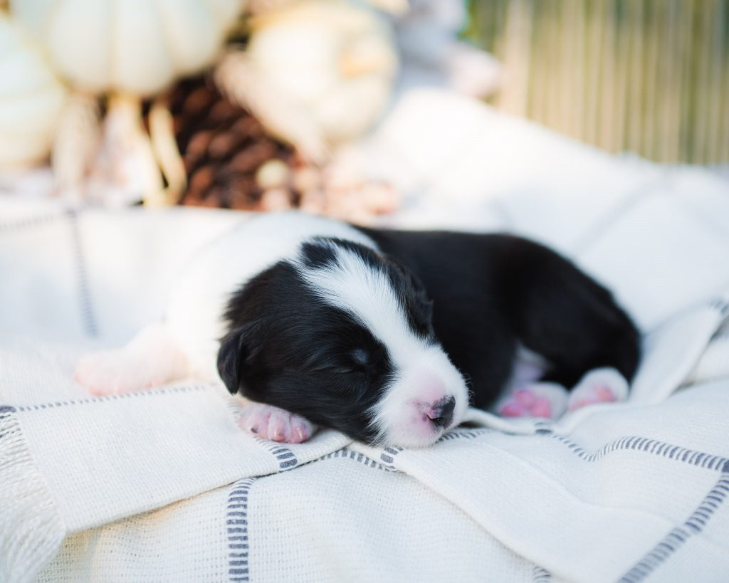 Border collie puppy for sale in California.