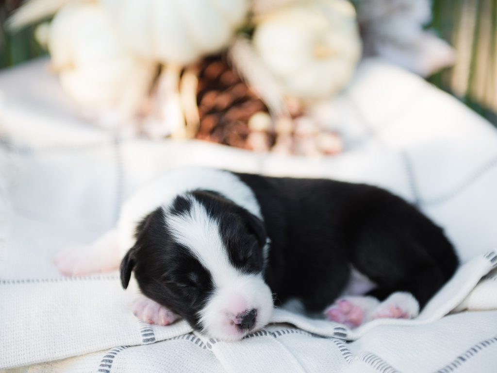 Border collie puppy for sale in Mississipppi.