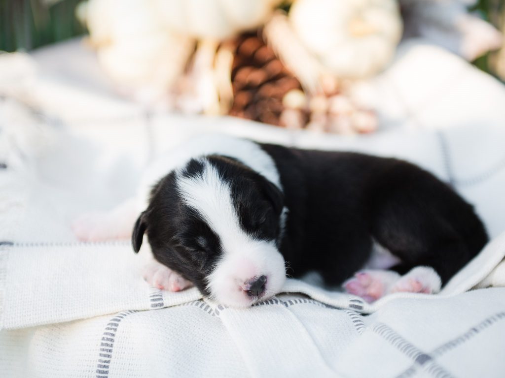 Border collie puppy for sale in New York.