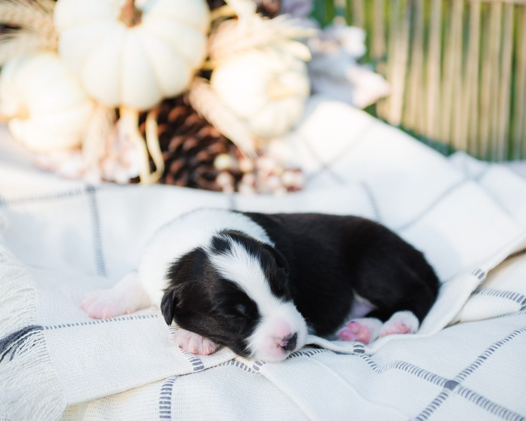 Border collie puppy for sale in California.
