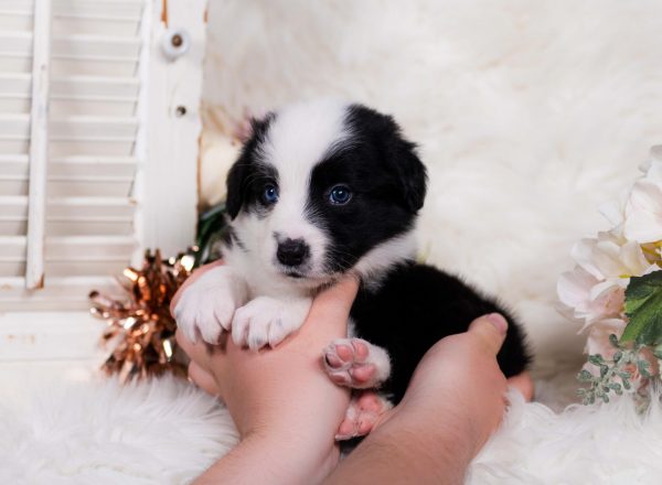 Chai is an adorable black and white Border Collie puppy for sale.