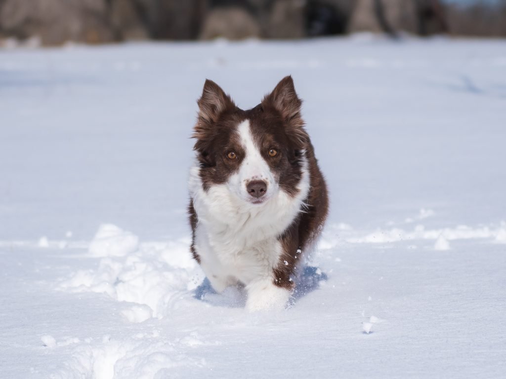 Mist, a red and white 2J 2K Border Collie.