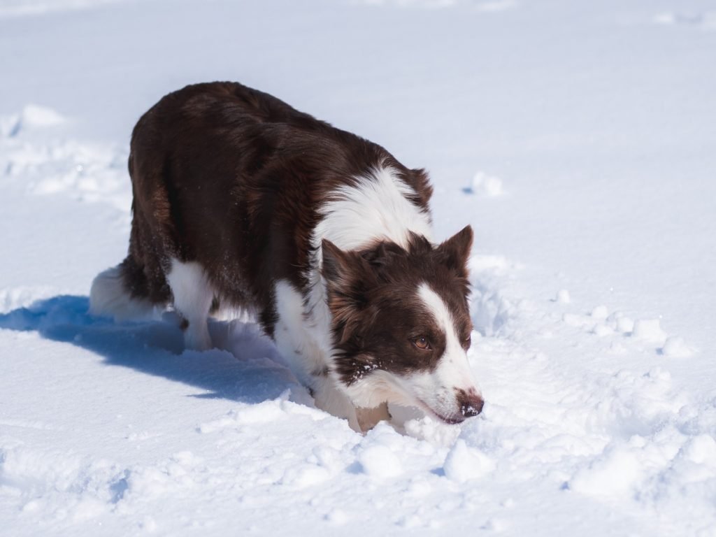 Mist is a red and white 2J 2K Border Collie.