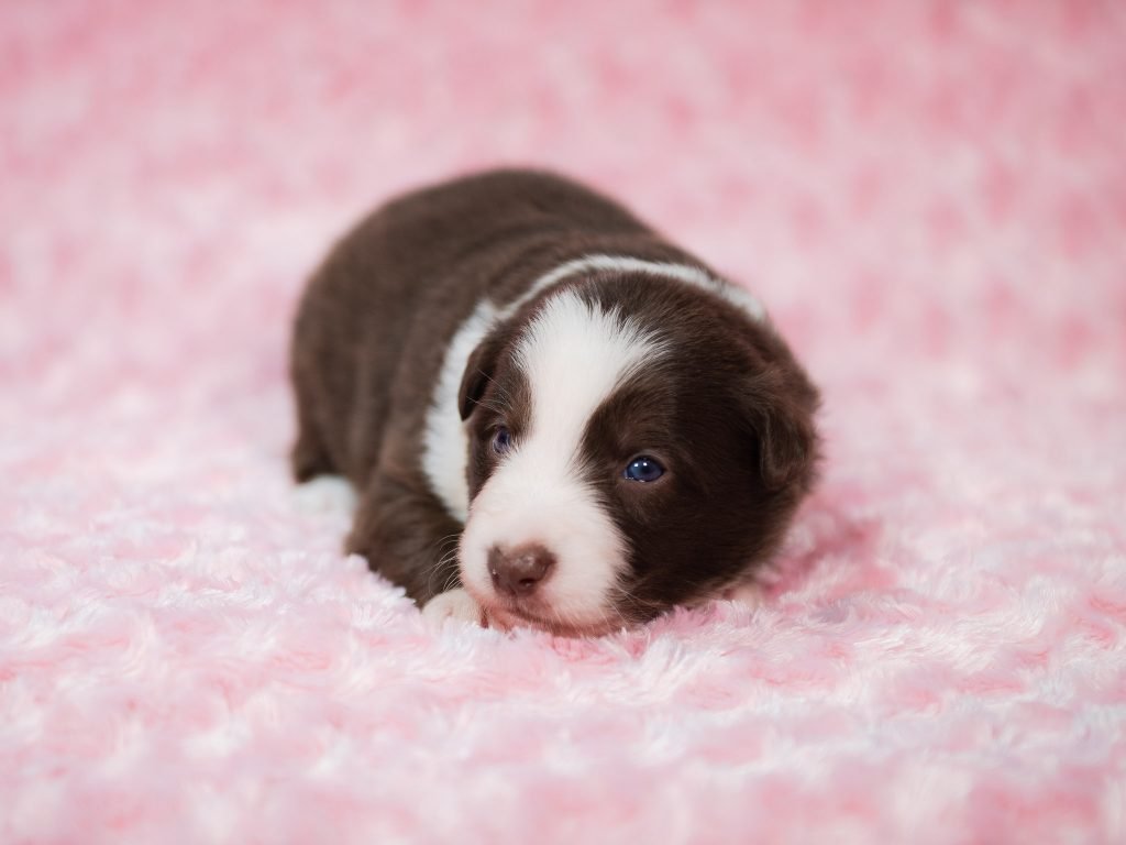 A red and white female Border Collie puppy for sale in Illinois.