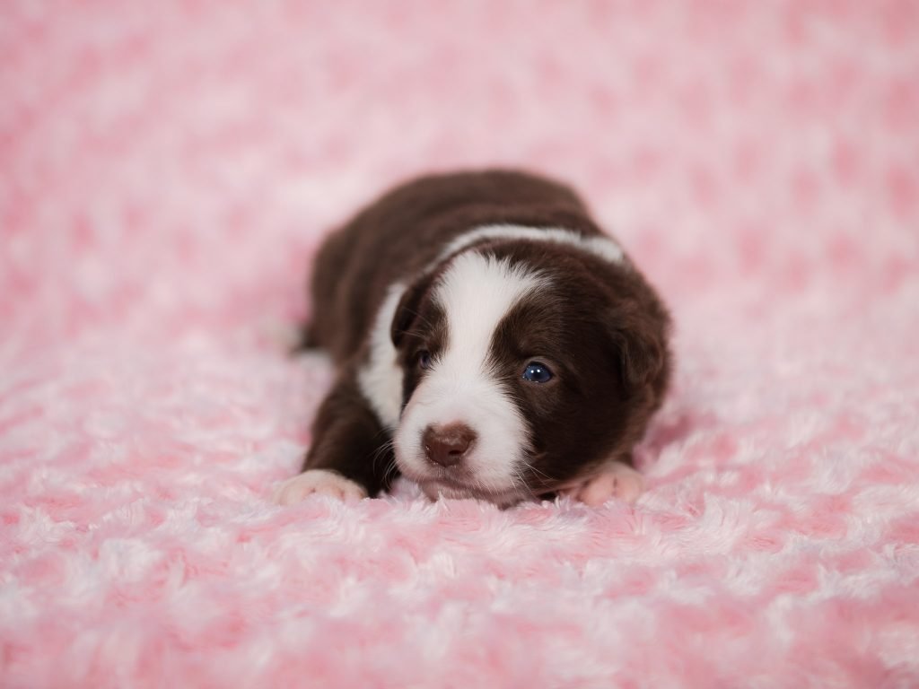 A red and white female Border Collie puppy for sale in Arizona.