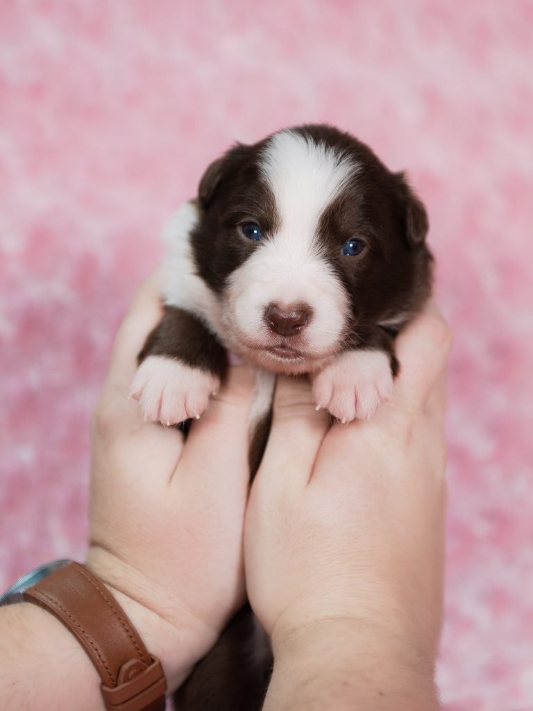 A red and white female Border Collie puppy for sale in Missouri.