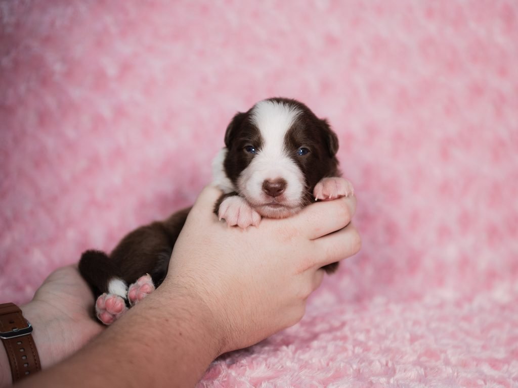 A red and white female Border Collie puppy for sale in Florida.