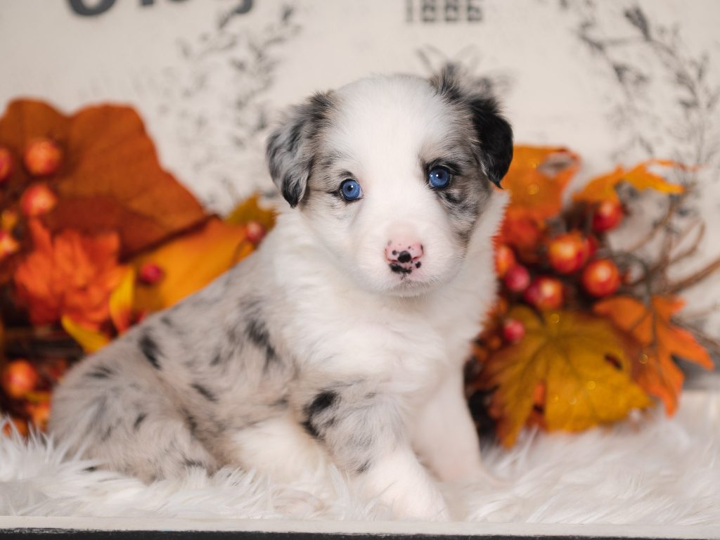 Beanie Baby, a blue merle border collie puppy for sale in Florida.