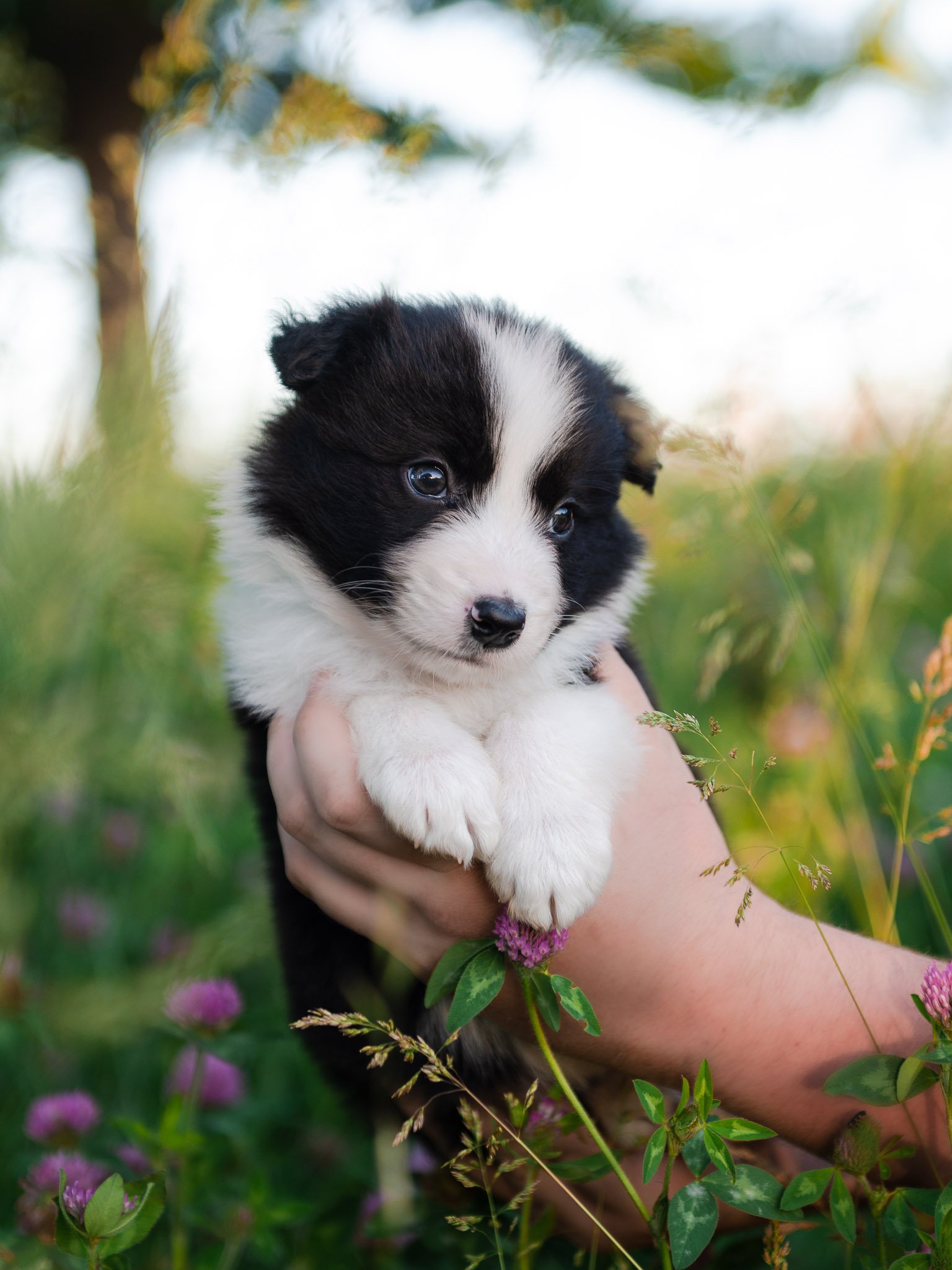 Black And White 2J 2K Male Border Collie Puppy For Sale In Florida. 