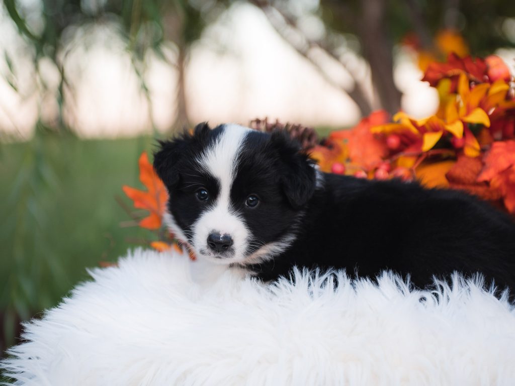 Black and white male border collie puppy for sale in Arkansas.