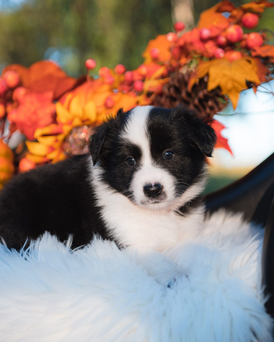 Black and white male border collie puppy for sale in California.
