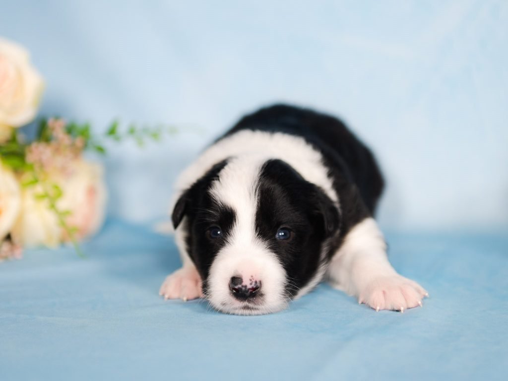 Black and white male border collie puppy for sale in Arizona.