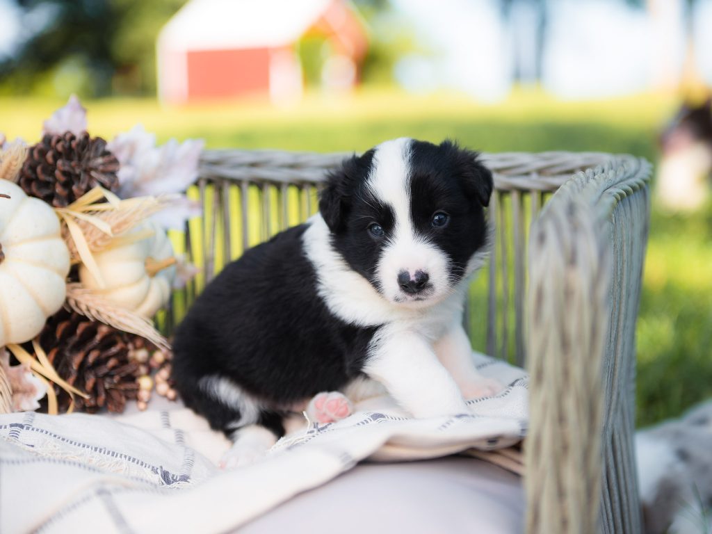 Black and white male border collie puppy for sale in Florida.