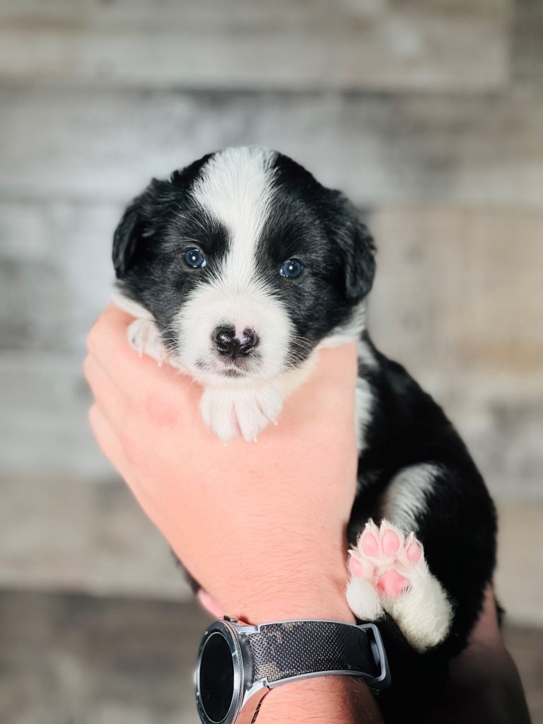 Black and white male border collie puppy for sale in Missouri.