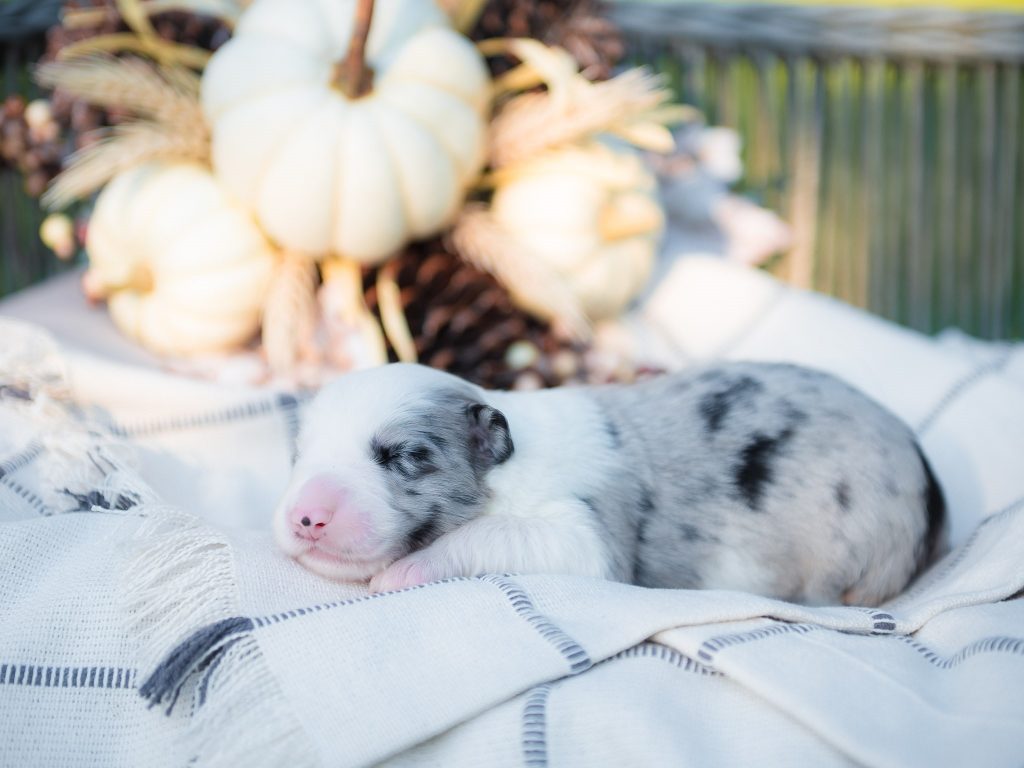 Blue merle Border Collie puppy for sale in Georgia.