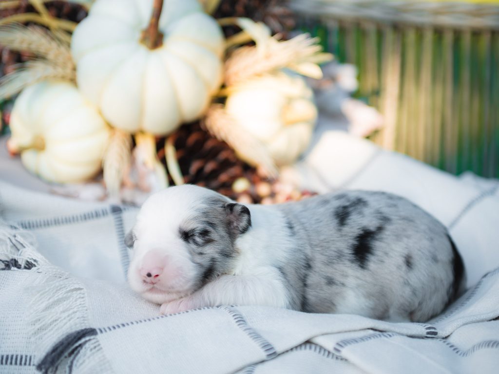 Blue merle Border Collie puppy for sale in North Carolina.
