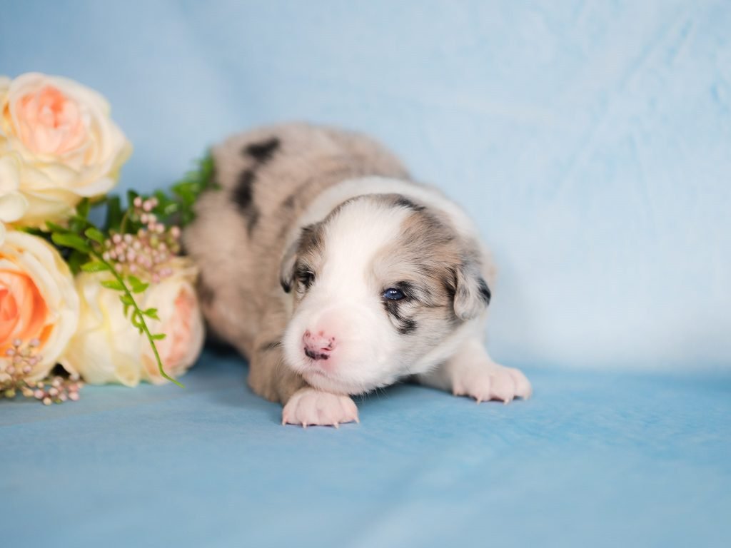 Blue merle Border Collie puppy for sale in Missouri.