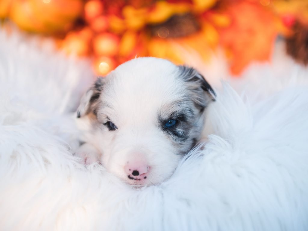 Blue merle border collie puppy for sale in New Jersey.