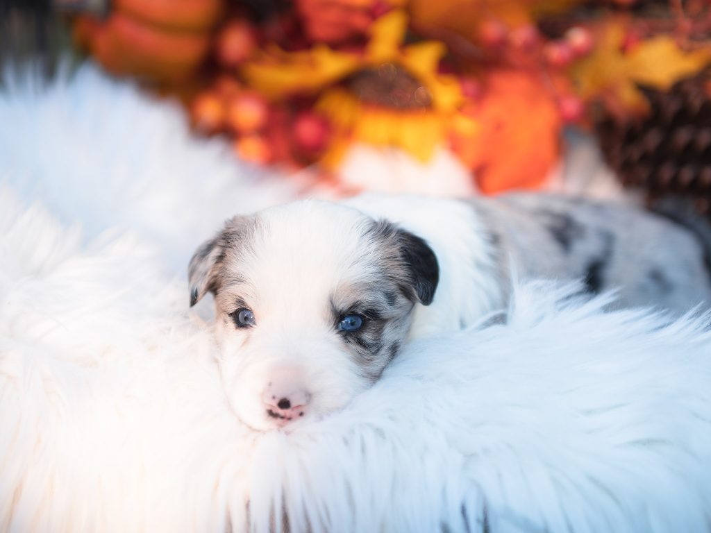 Blue merle border collie puppy for sale in Washington.