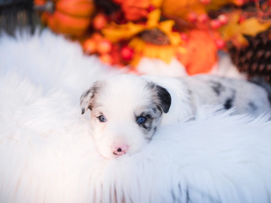 Blue merle border collie puppy for sale in Illinois.