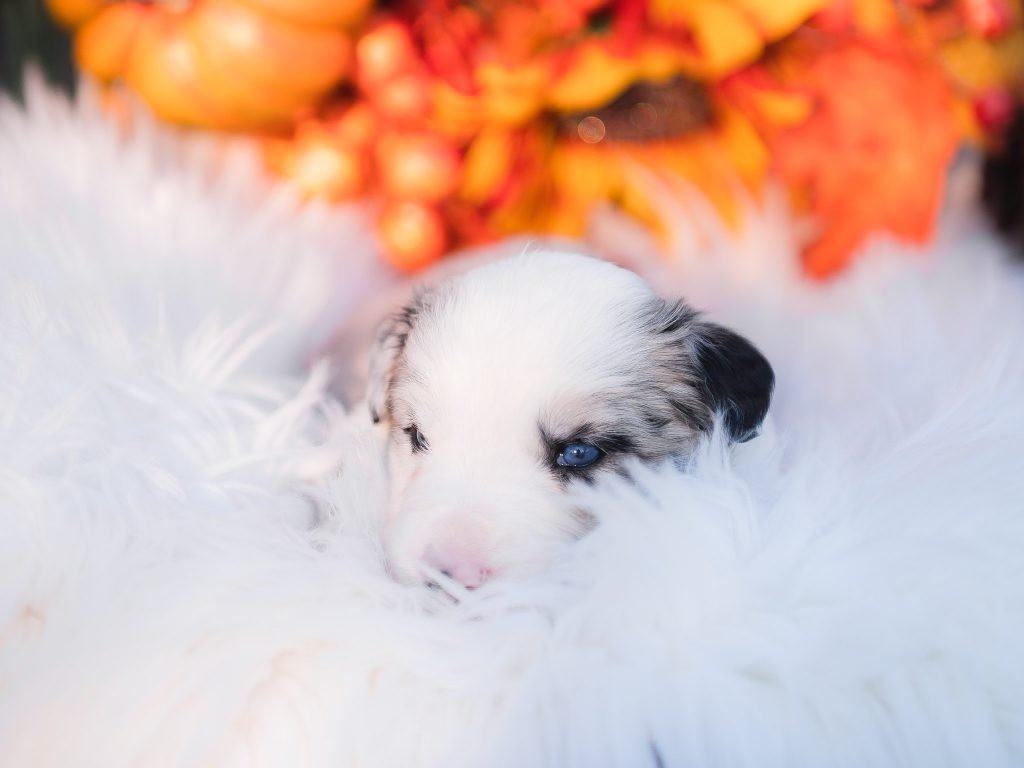 Blue merle border collie puppy for sale in Montana.