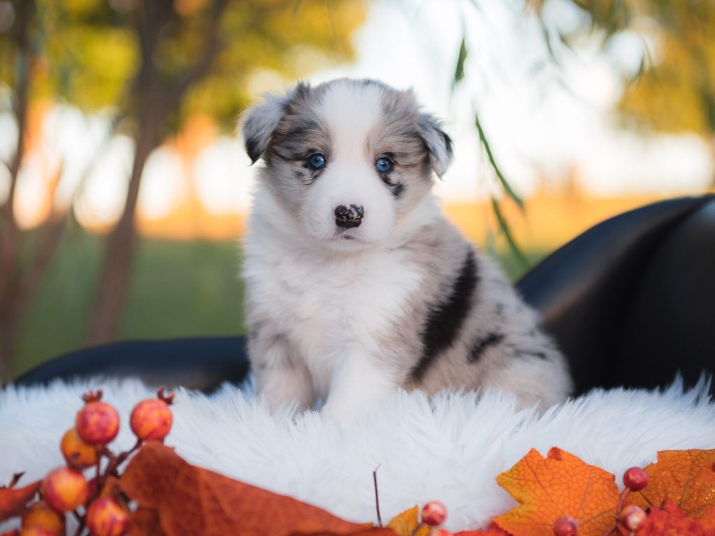 Blue merle female border collie puppy for sale in North Carolina.