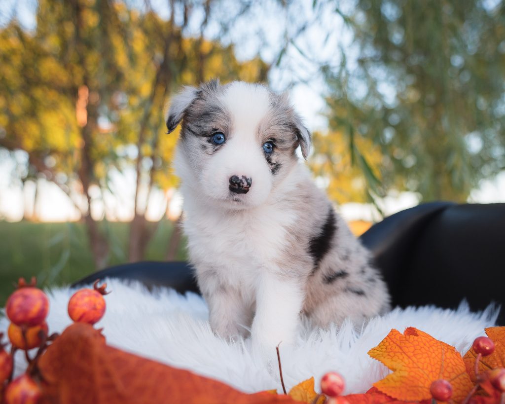 Blue merle female border collie puppy for sale in Georgia.