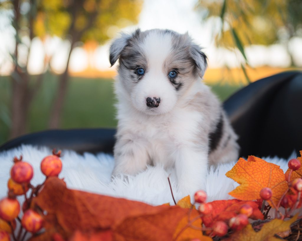 Blue merle female border collie puppy for sale in Alabama.