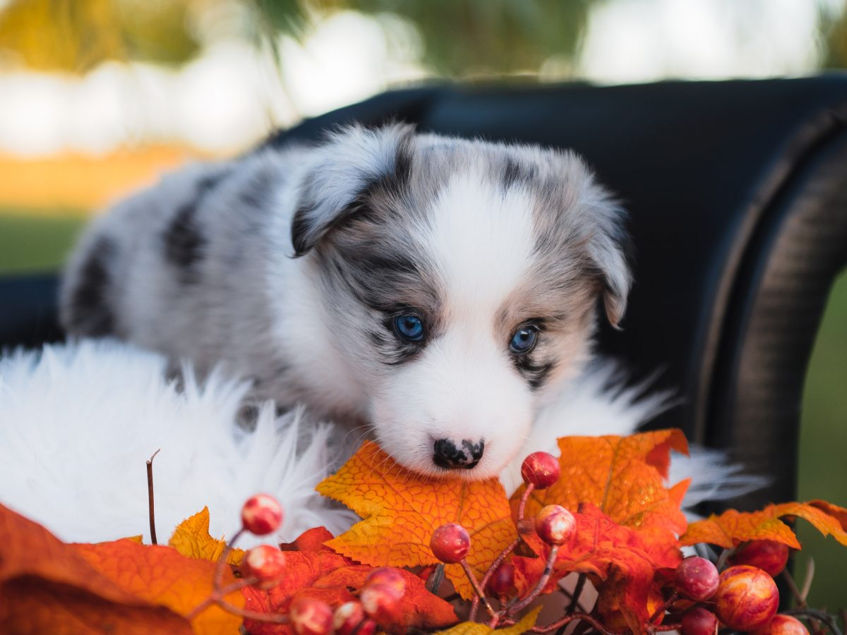 Blue merle female border collie puppy for sale in Kentucky.