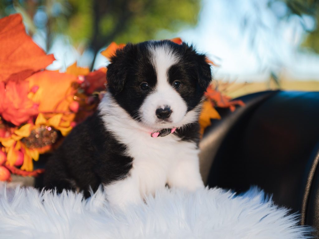 Border Collie puppy for sale in Arizona.