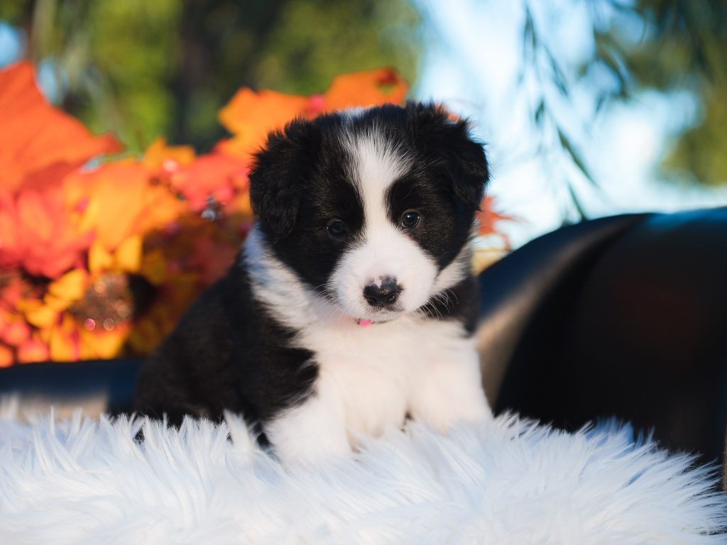 Border Collie puppy for sale in Oregon.