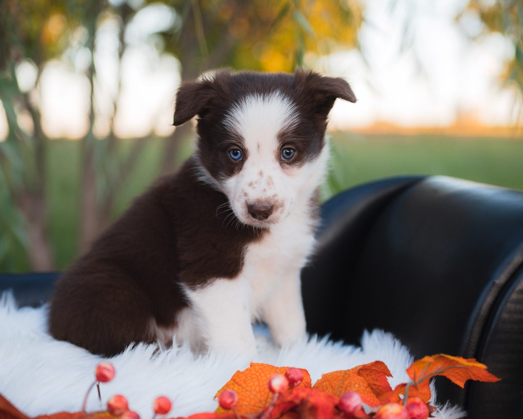 Border Collie puppy for sale in Texas.