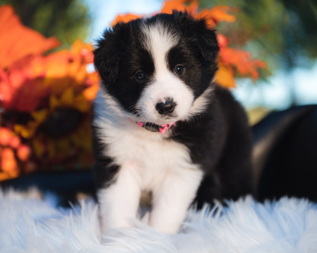 Border Collie puppy for sale in Washington.