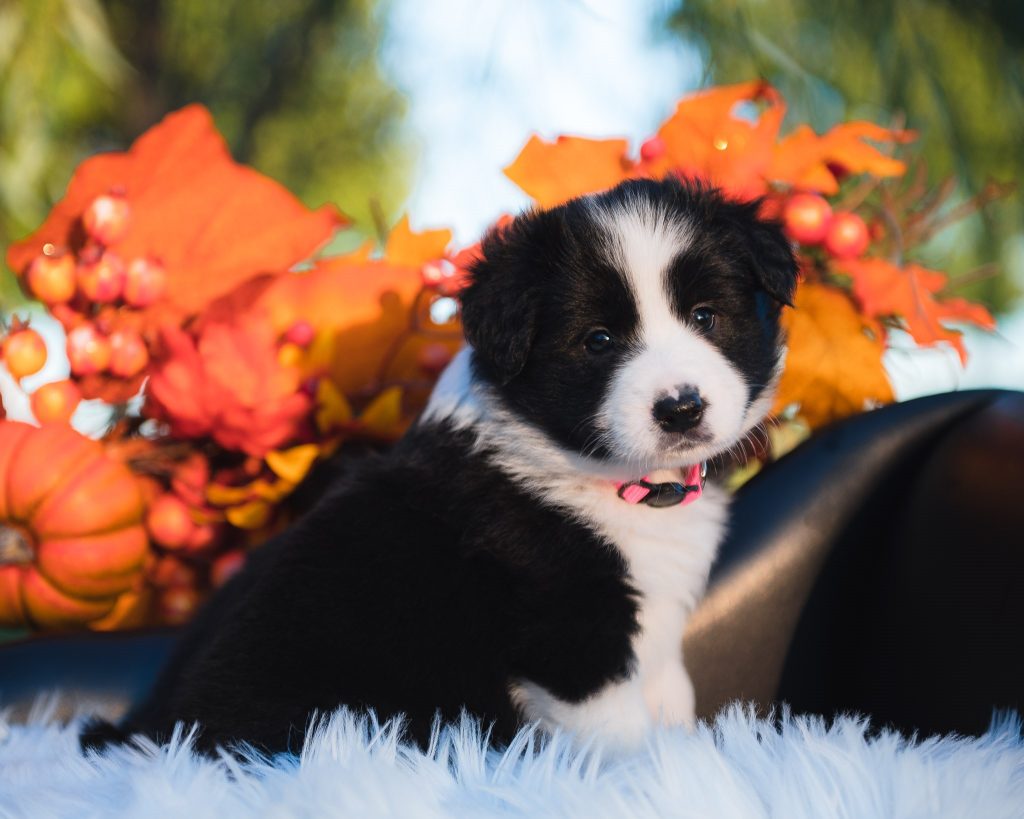 Border Collie puppy for sale in Texas.