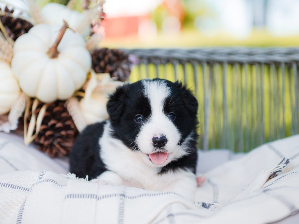Border Collie puppy for sale in Missouri.